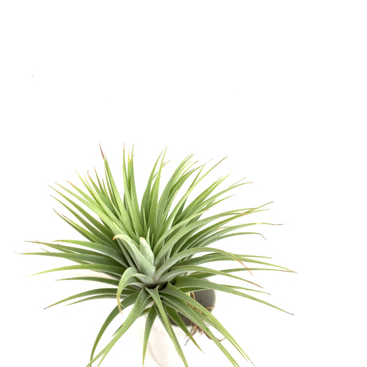 Tillandsia ionantha fat boy – Cuffel Farms