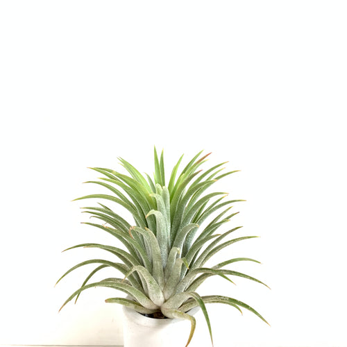 Tillandsia ionantha Colombia