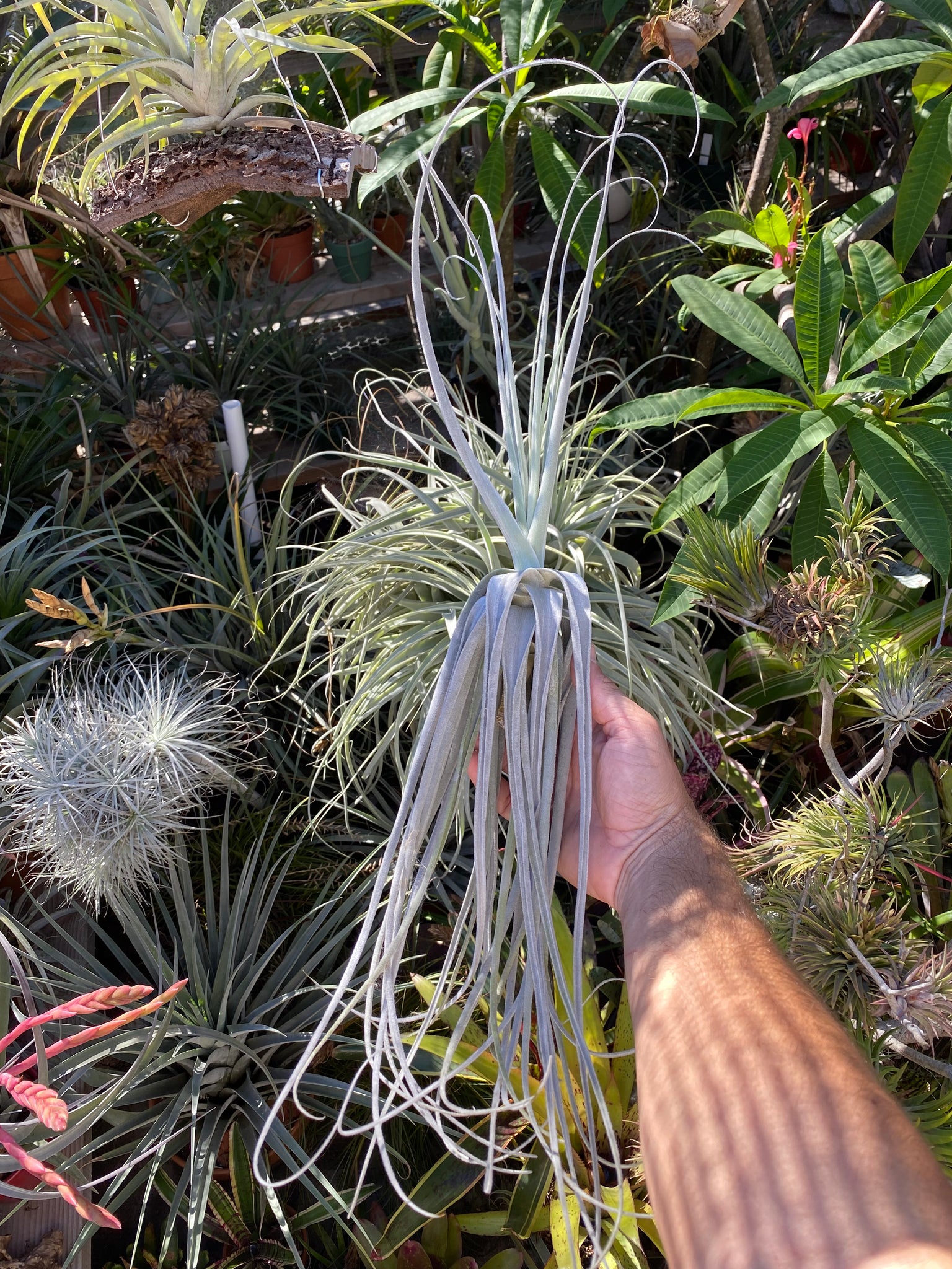 streptocarpa air plant Tillandsia streptocarpa thick form