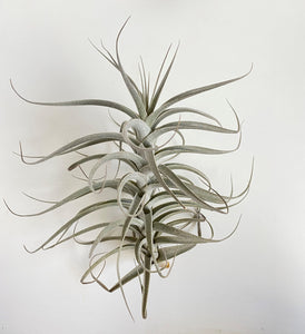 latifolia air plant Tillandsia werdermanii (aka latifolia #6)