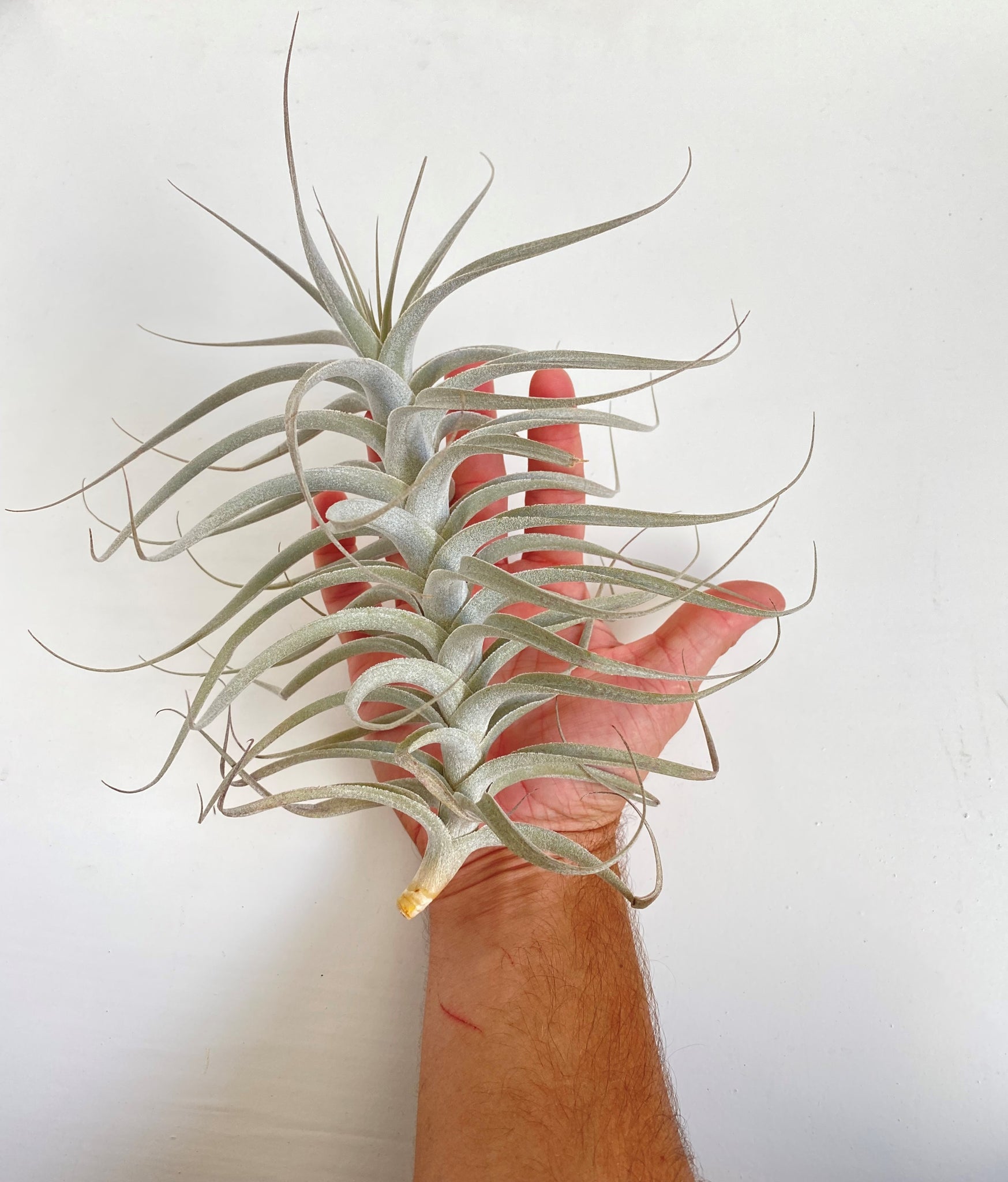 latifolia air plant Tillandsia werdermanii (aka latifolia #6)