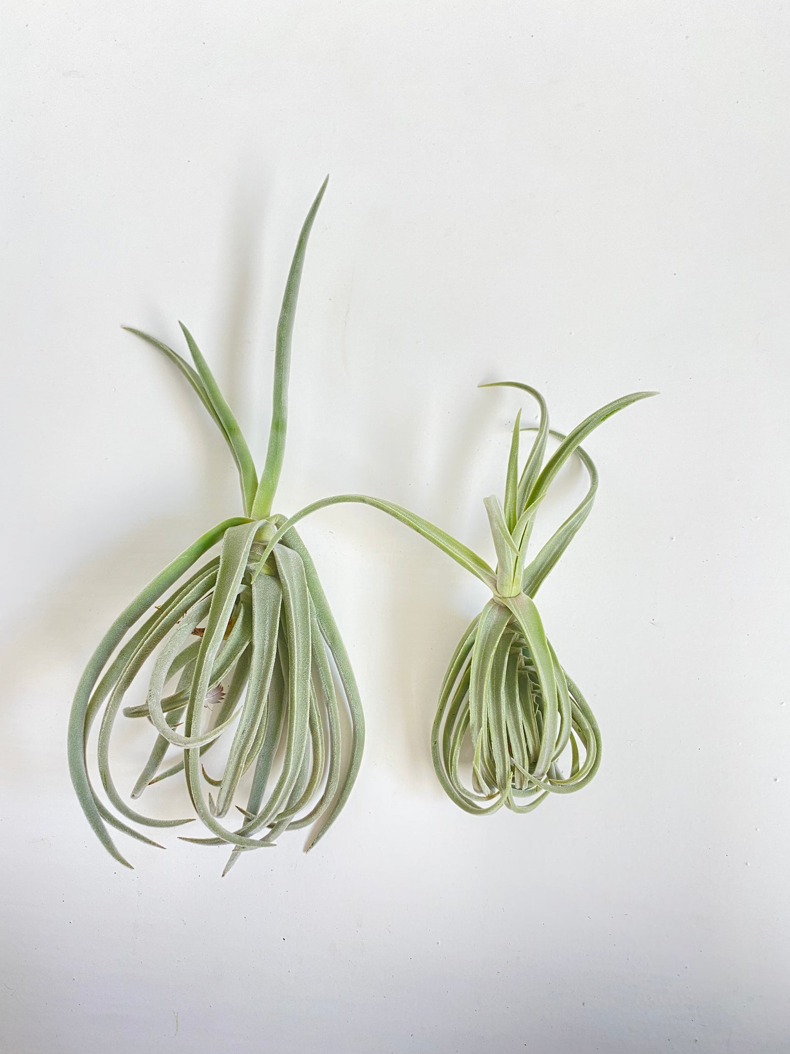 duratii air plant Tillandsia duratii – Cuffel Farms