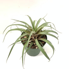 Tillandsia barthlottii (gray form)