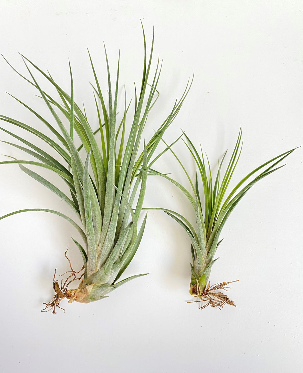 Tillandsia fasciculata x ionantha