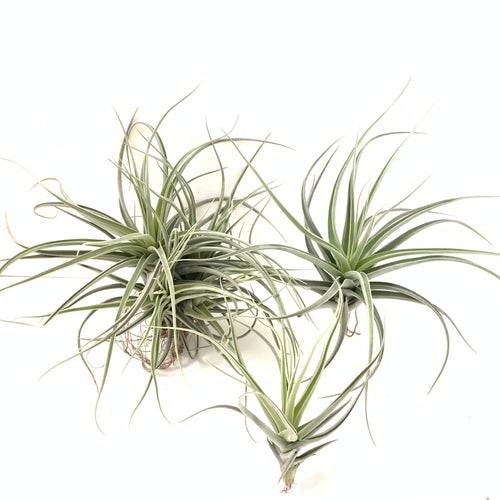 Tillandsia duratii x gardneri