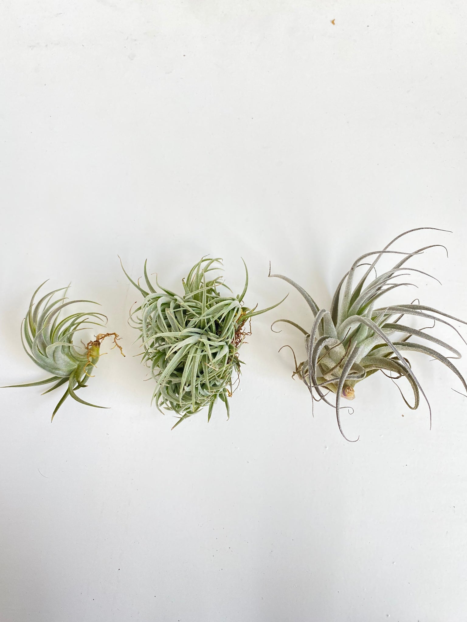 recurvifolia air plant Tillandsia recurvifolia v subsecundifolia
