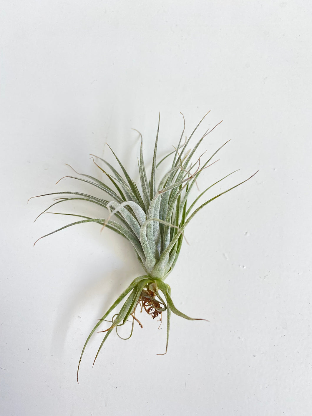 Tillandsia sucrei