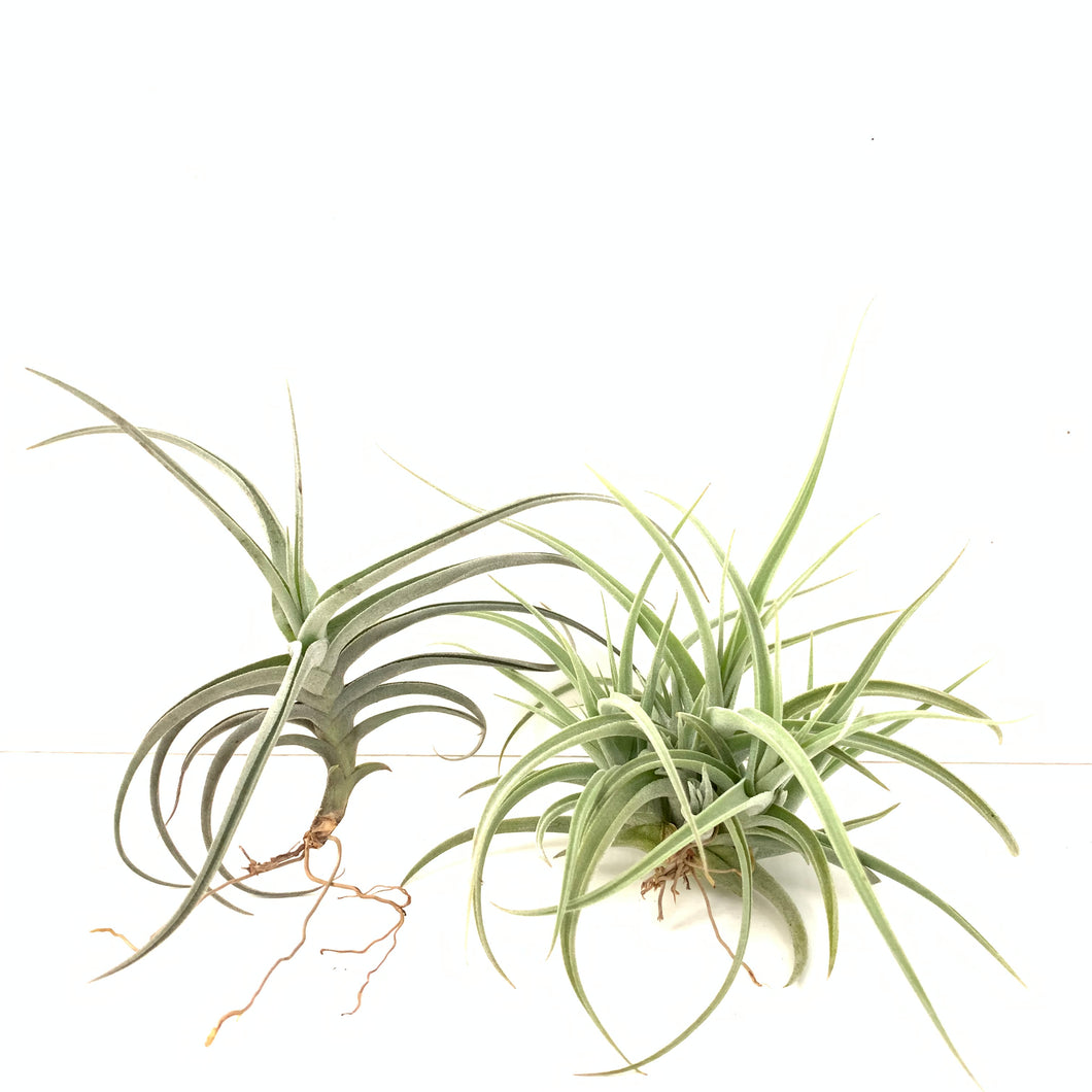 Tillandsia Kashkin