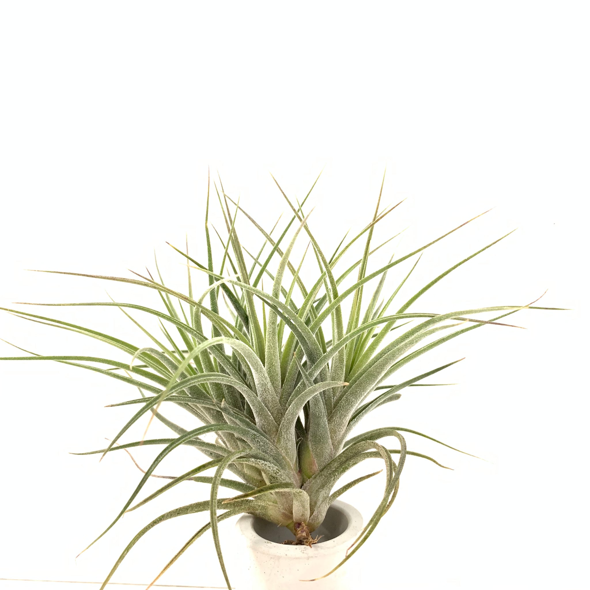 schiedeana air plant Tillandsia rectifolia (ionantha x schiedeana) – Cuffel Farms
