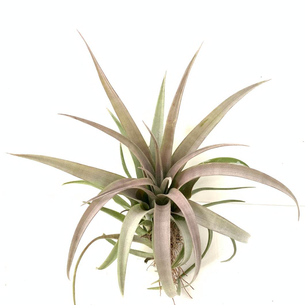 capitata air plant Tillandsia capitata yellow – Cuffel Farms