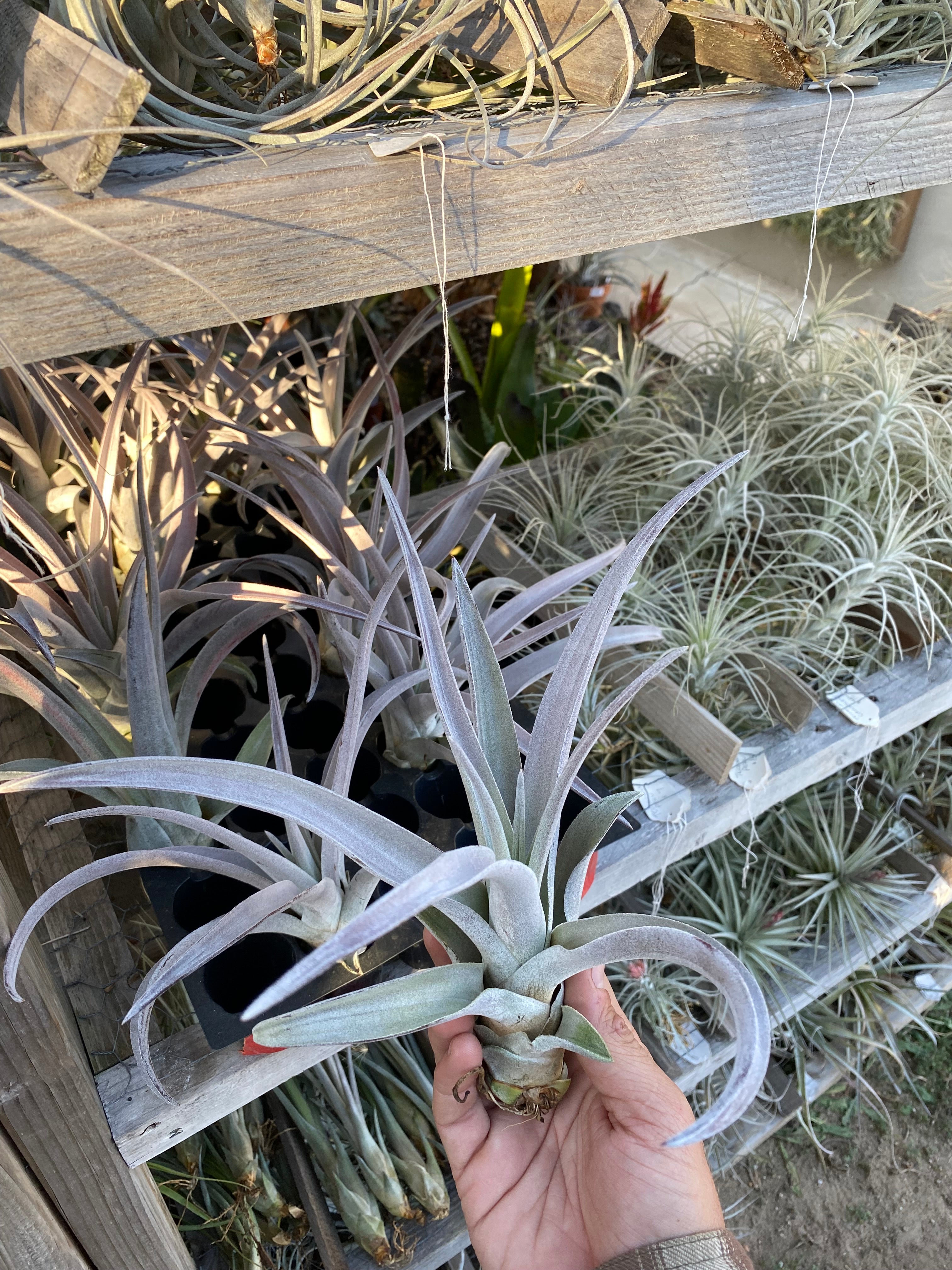 Tillandsia chiapensis large clone (multi bract) – Cuffel Farms