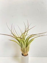 Tillandsia brachycaulos x fasciculata