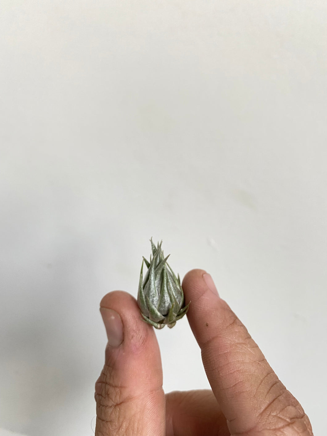 Tillandsia kautskyi