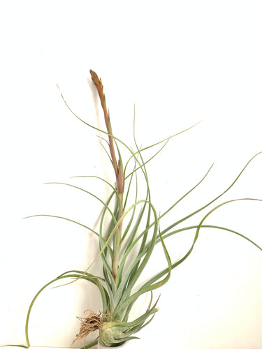 Tillandsia exserta x balbisiana