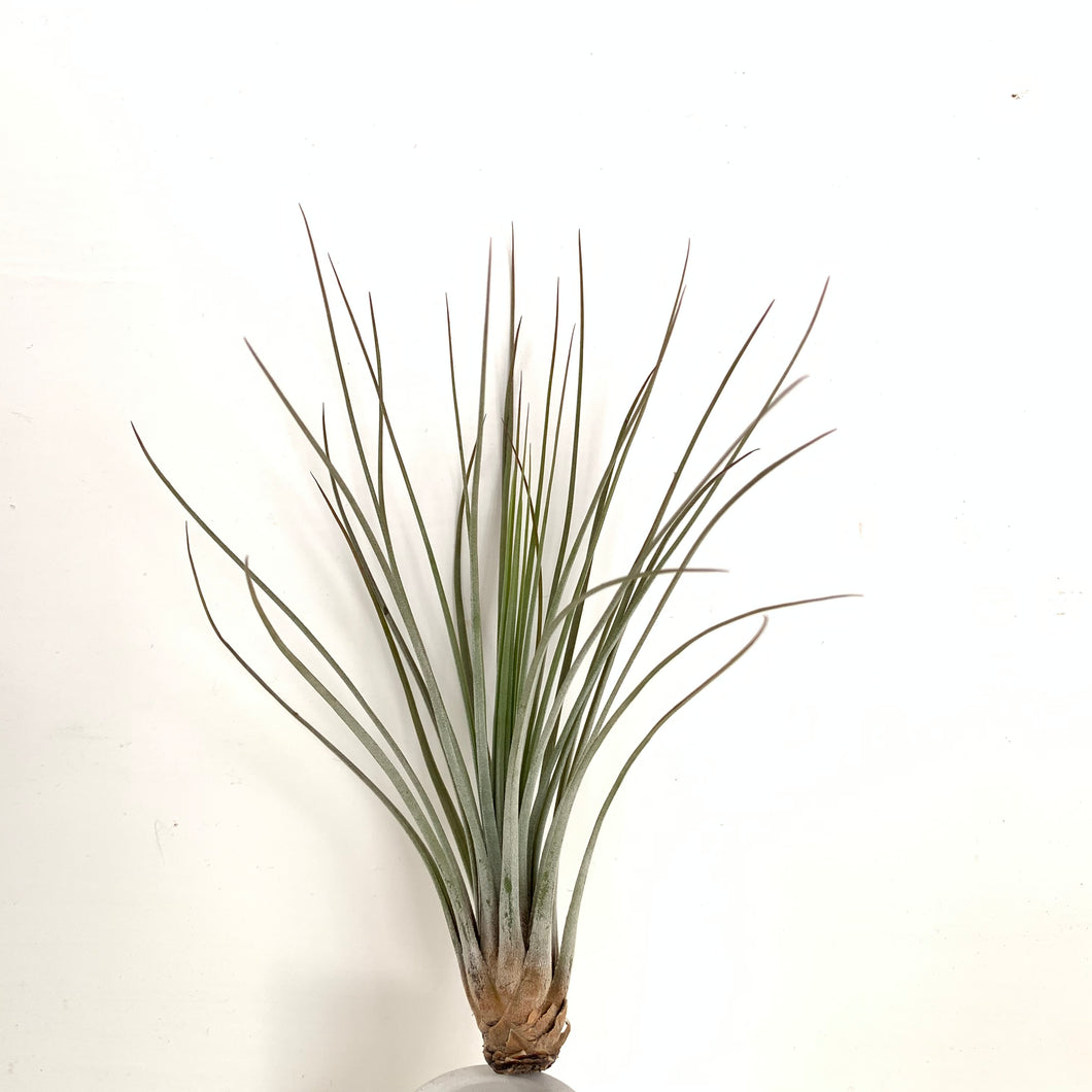 Tillandsia juncea