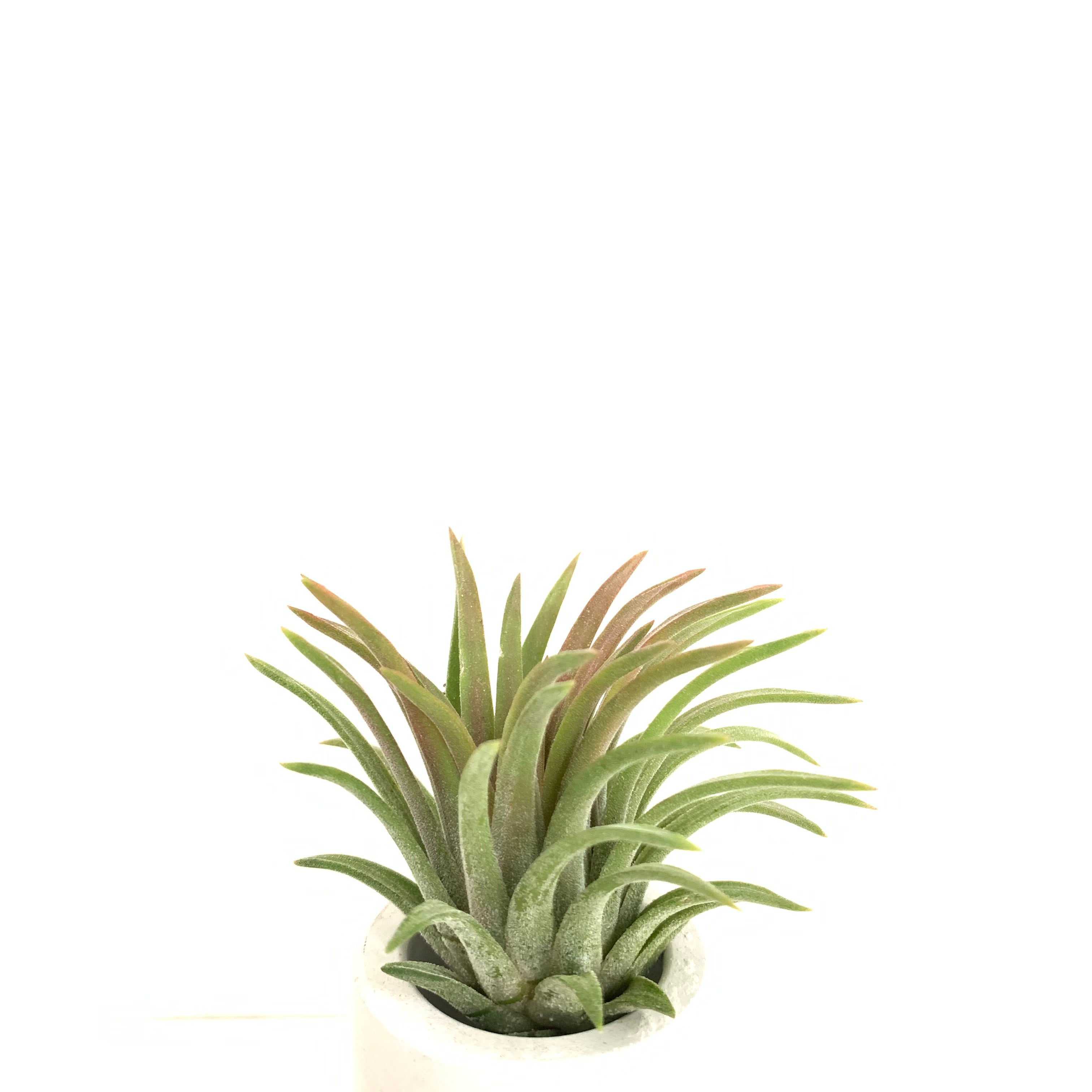 Tillandsia ionantha Ron – Cuffel Farms