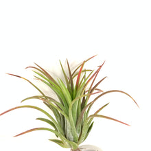 Tillandsia ionantha Big Boy