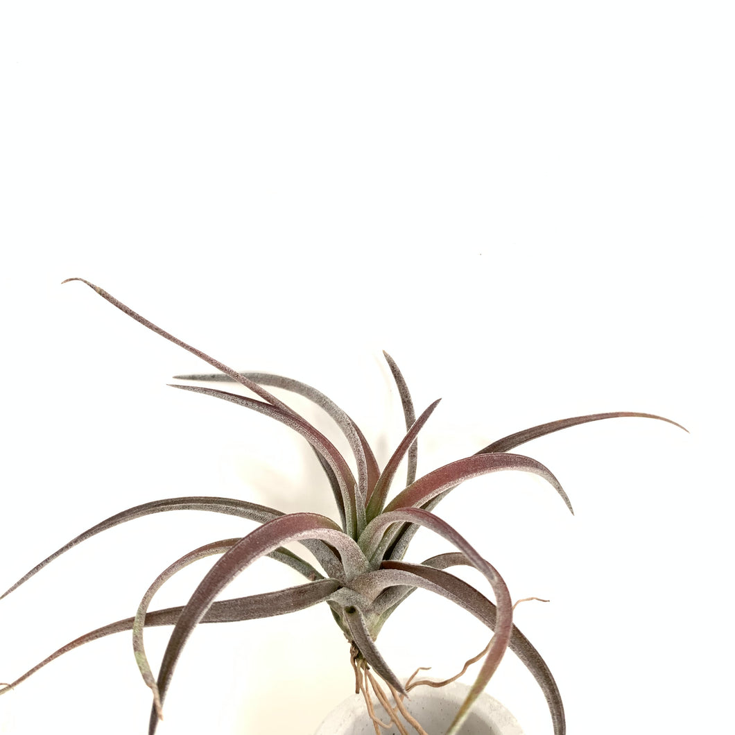 Tillandsia schatzlii red hybrid