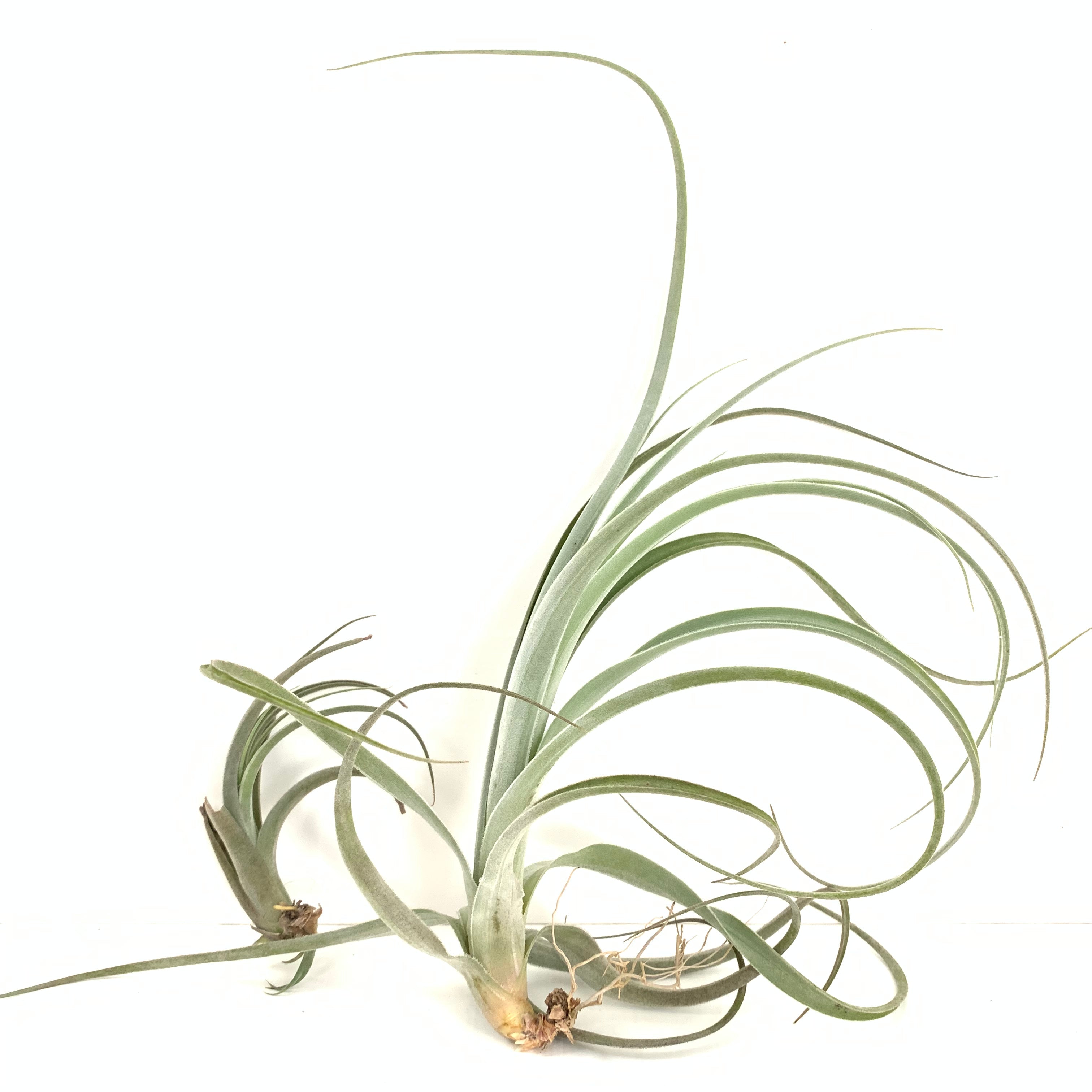 Tillandsia lorentziana - Davis Farms Wholesale Tillandsias
