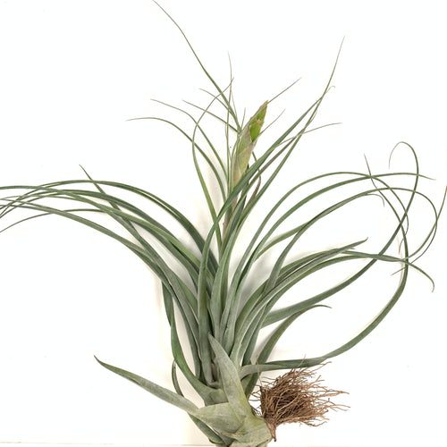 Tillandsia achyrostachys x calfanii