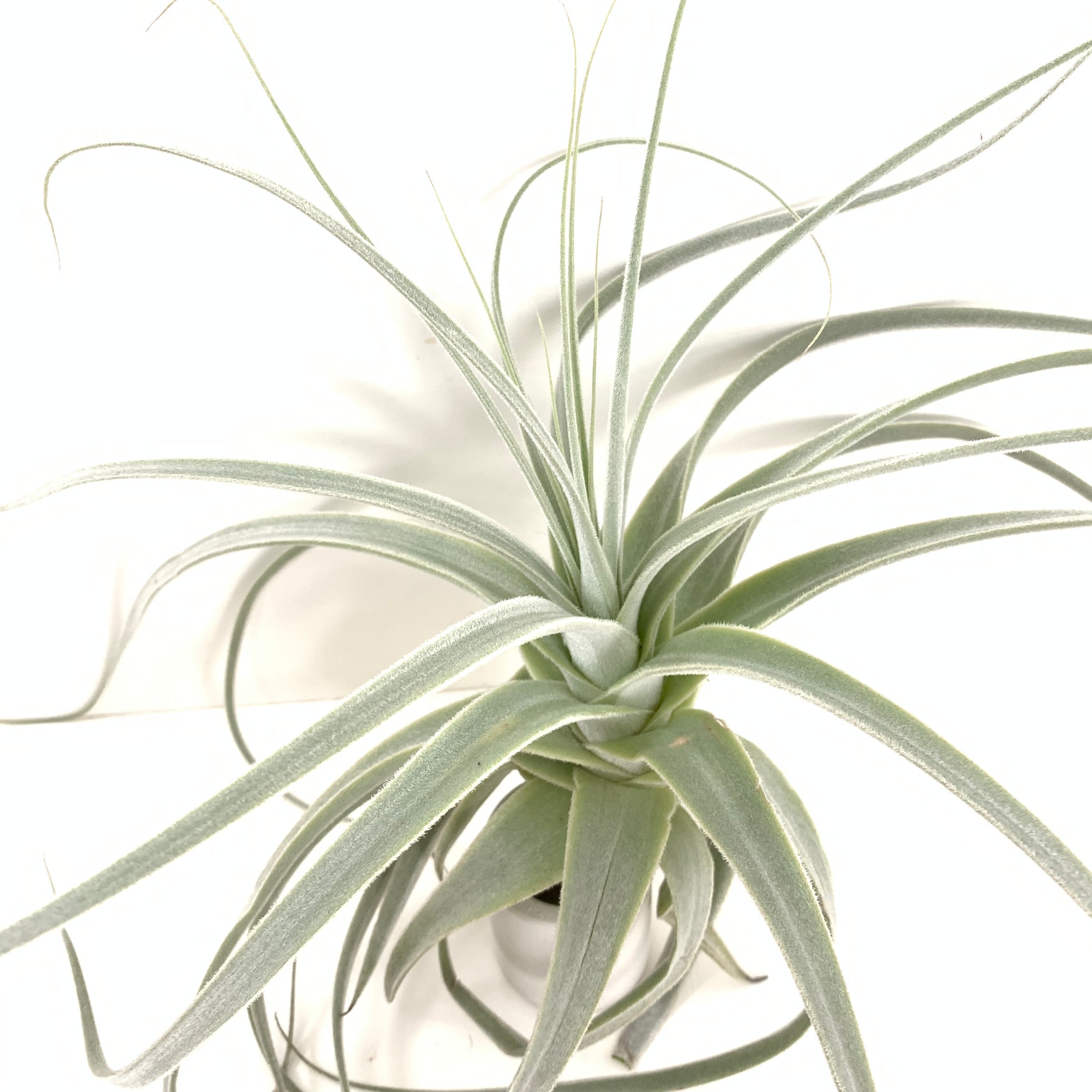 straminea air plant Tillandsia straminea thick leaf form – Cuffel Farms