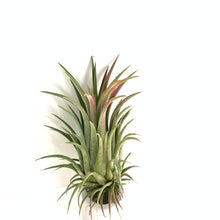 Tillandsia ionantha curly giant