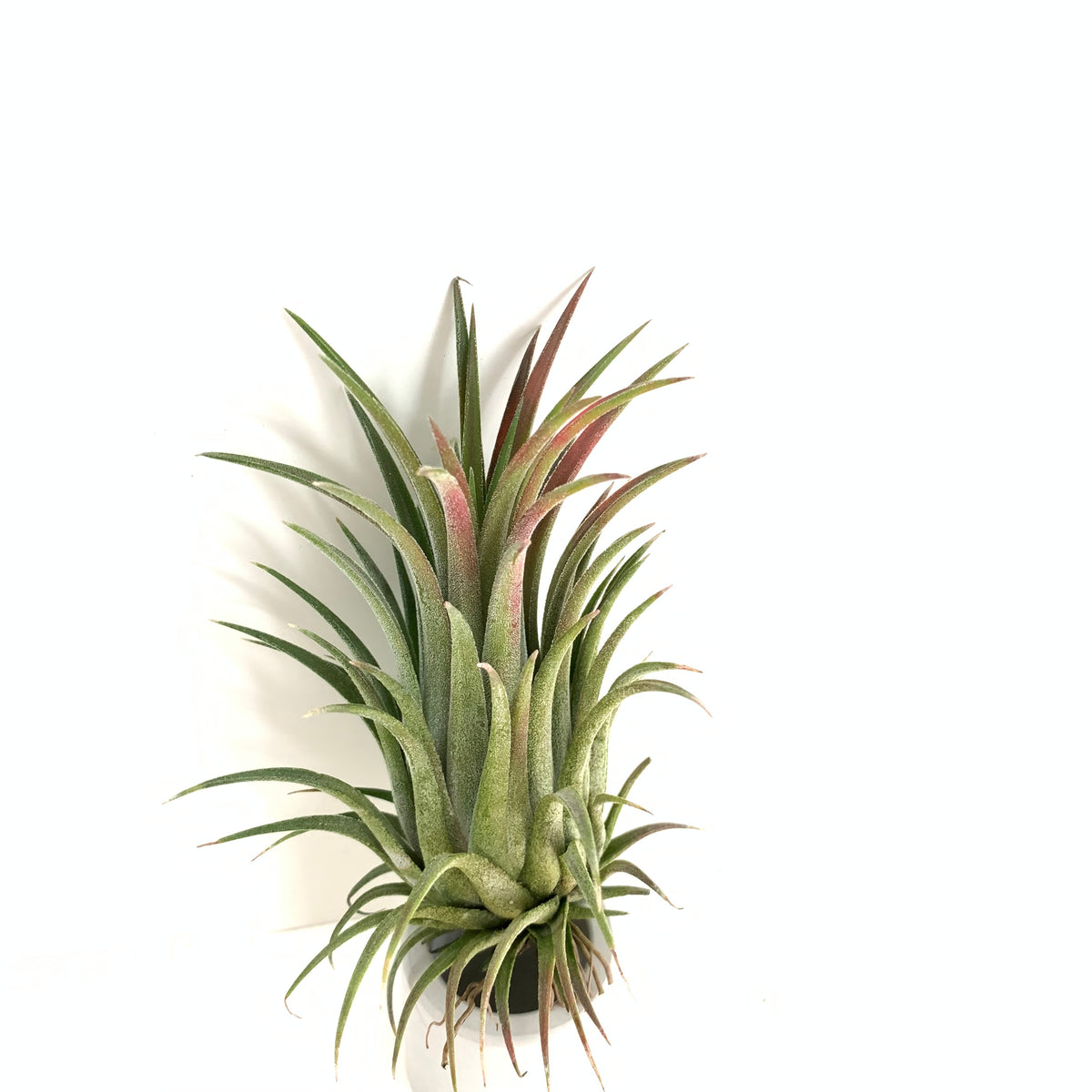 Tillandsia ionantha curly giant – Cuffel Farms