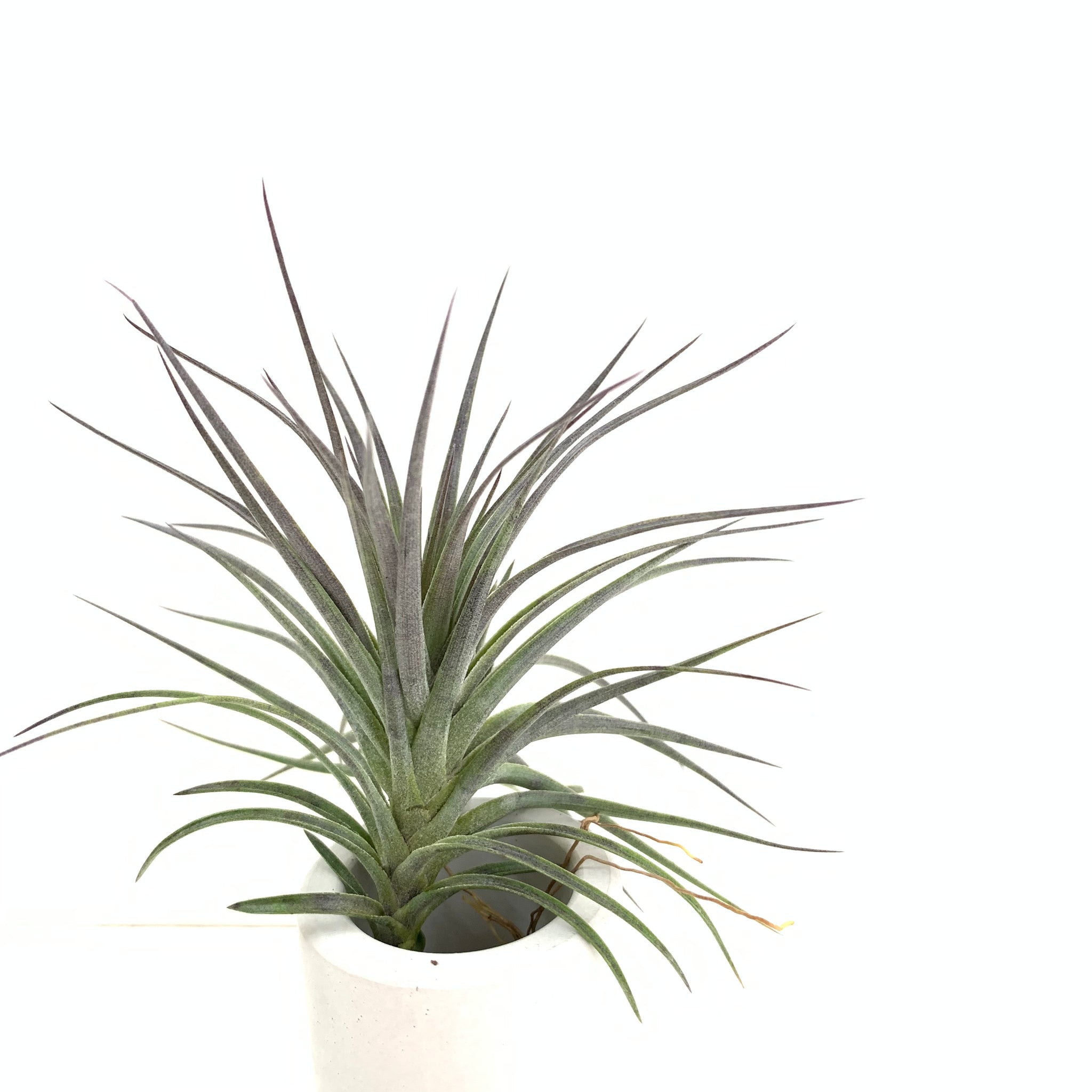 aeranthos air plant Tillandsia aeranthos black – Cuffel Farms