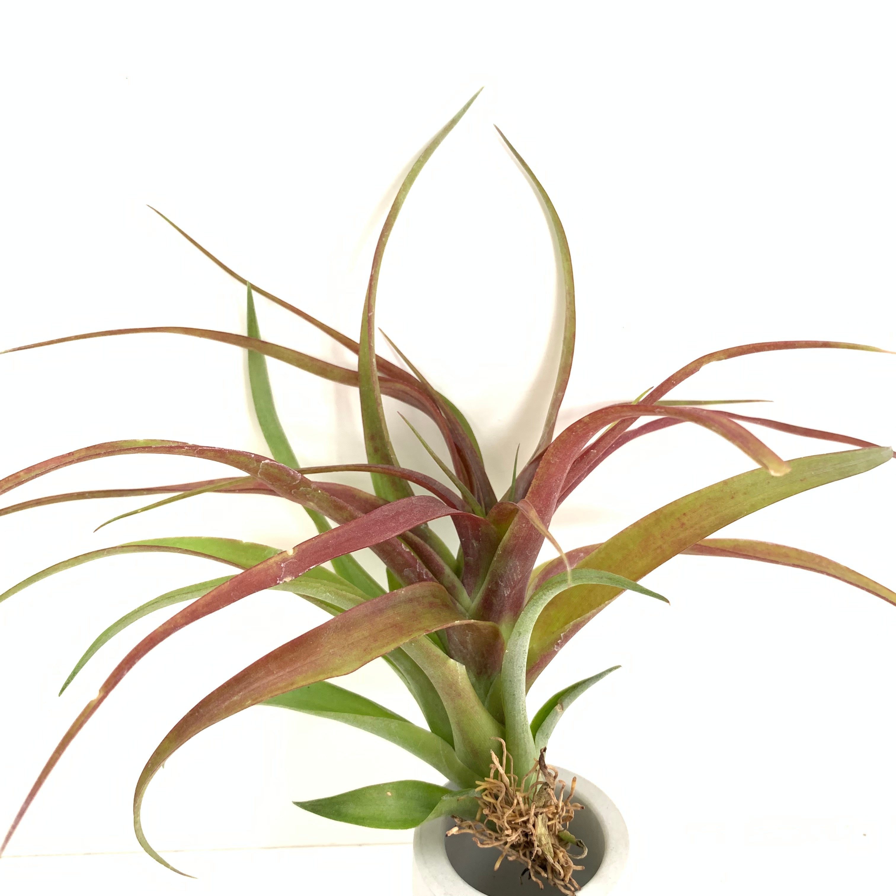 Tillandsia bradeana