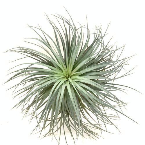 Tillandsia houston green large form