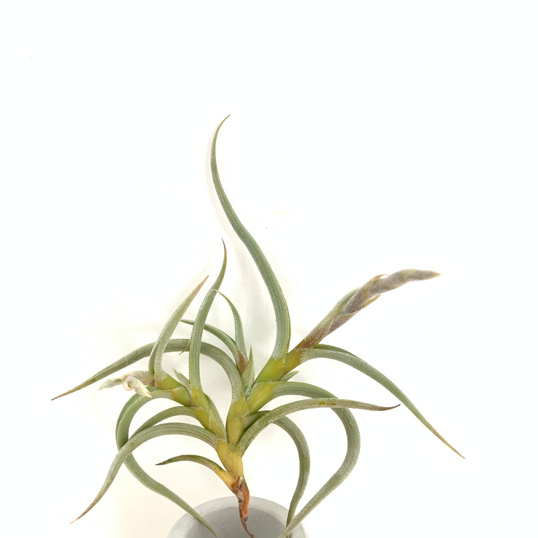 Tillandsia myosura