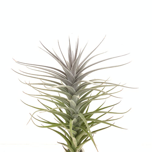 Tillandsia aeranthos purple x purpurea