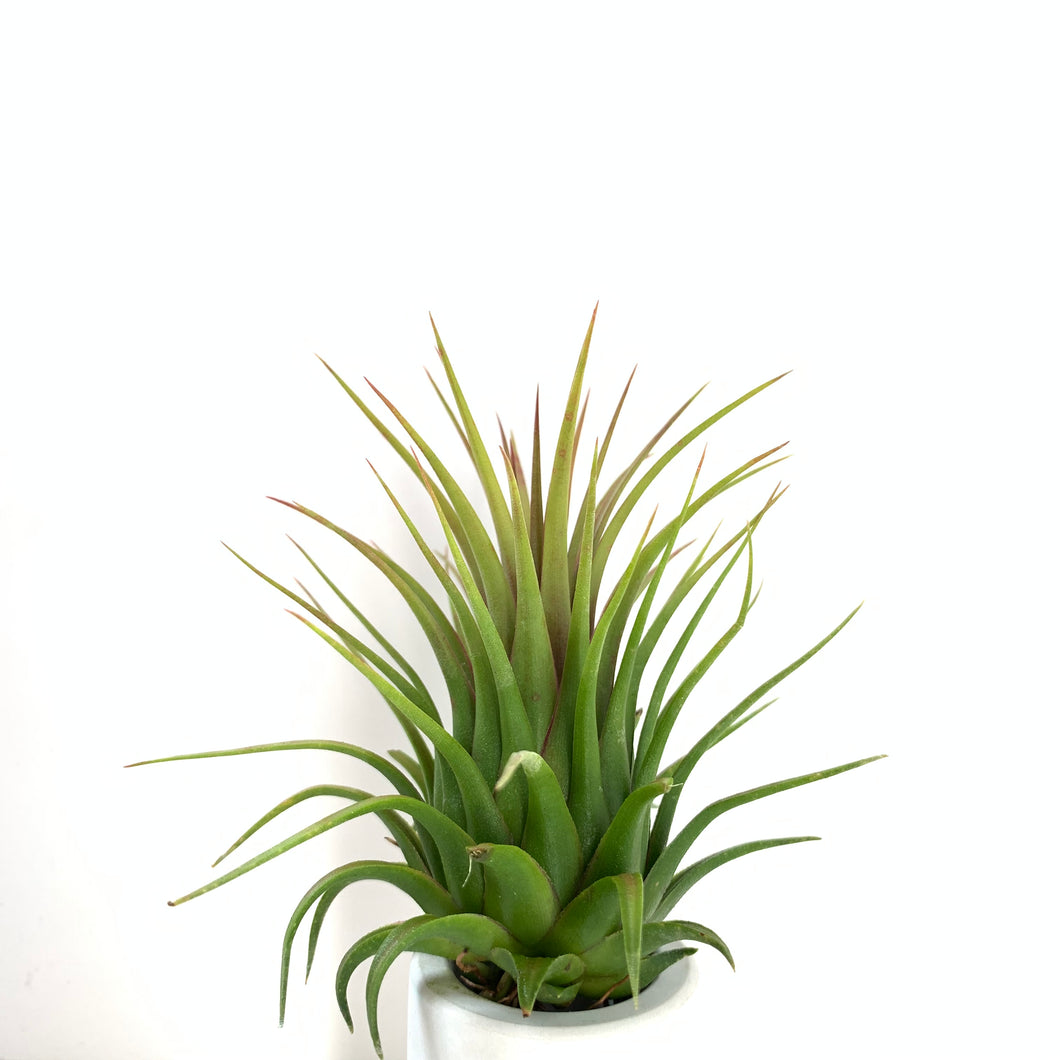 Tillandsia ionantha Rosita Giant clone