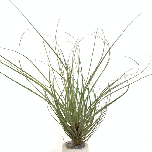 Tillandsia floribunda