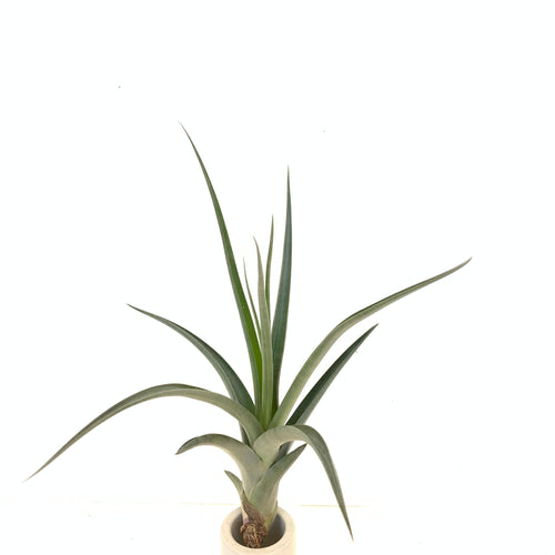 Tillandsia duratii x latifolia