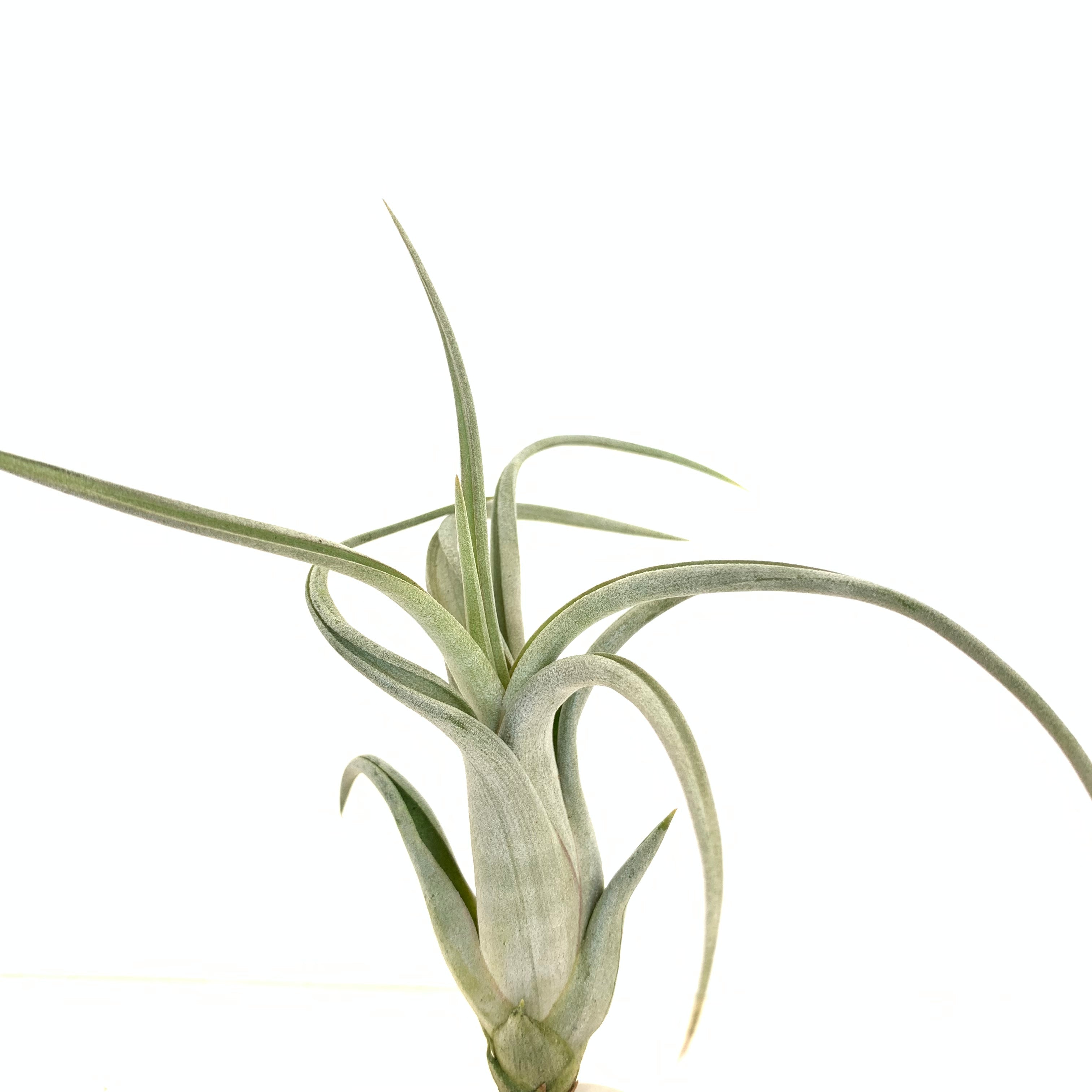 Tillandsia paucifolia \'Snow White\' x T.streptophylla パウシ スノーホワイトxストレプトフィ■エアプランツTI★第四種送料無料★税別1円 Tillandsia Snow paucifolia : streptophylla blog Tillandsia paucifolia \'Snow White\' x T.streptophylla パウシ スノーホワイトxストレプトフィ■エアプランツTI★第四種送料無料★税別1円 Tillandsia Snow paucifolia : streptophylla blog