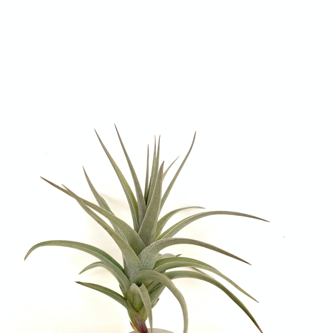 Tillandsia ixioides blue albino