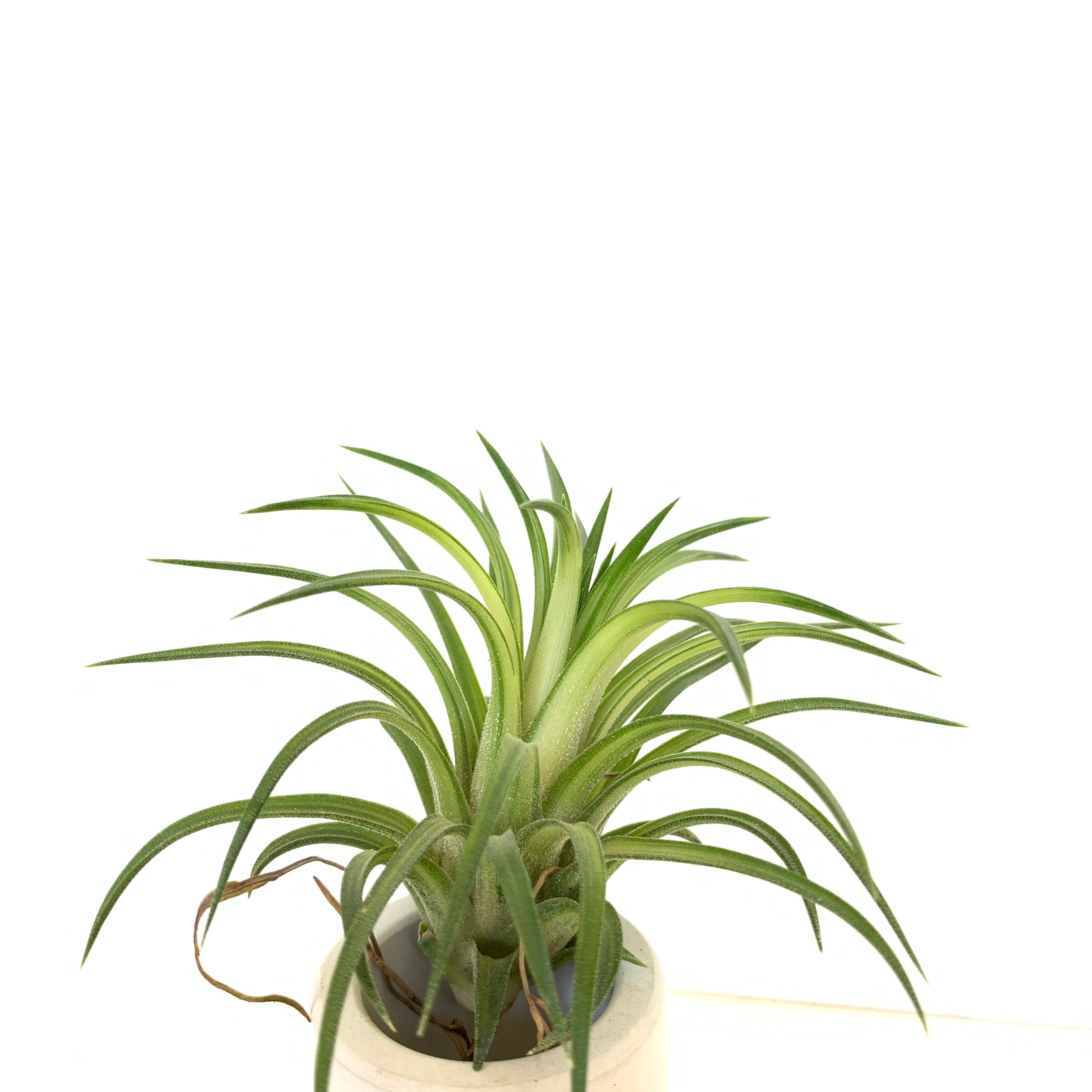 Tillandsia ionantha variegata – Cuffel Farms