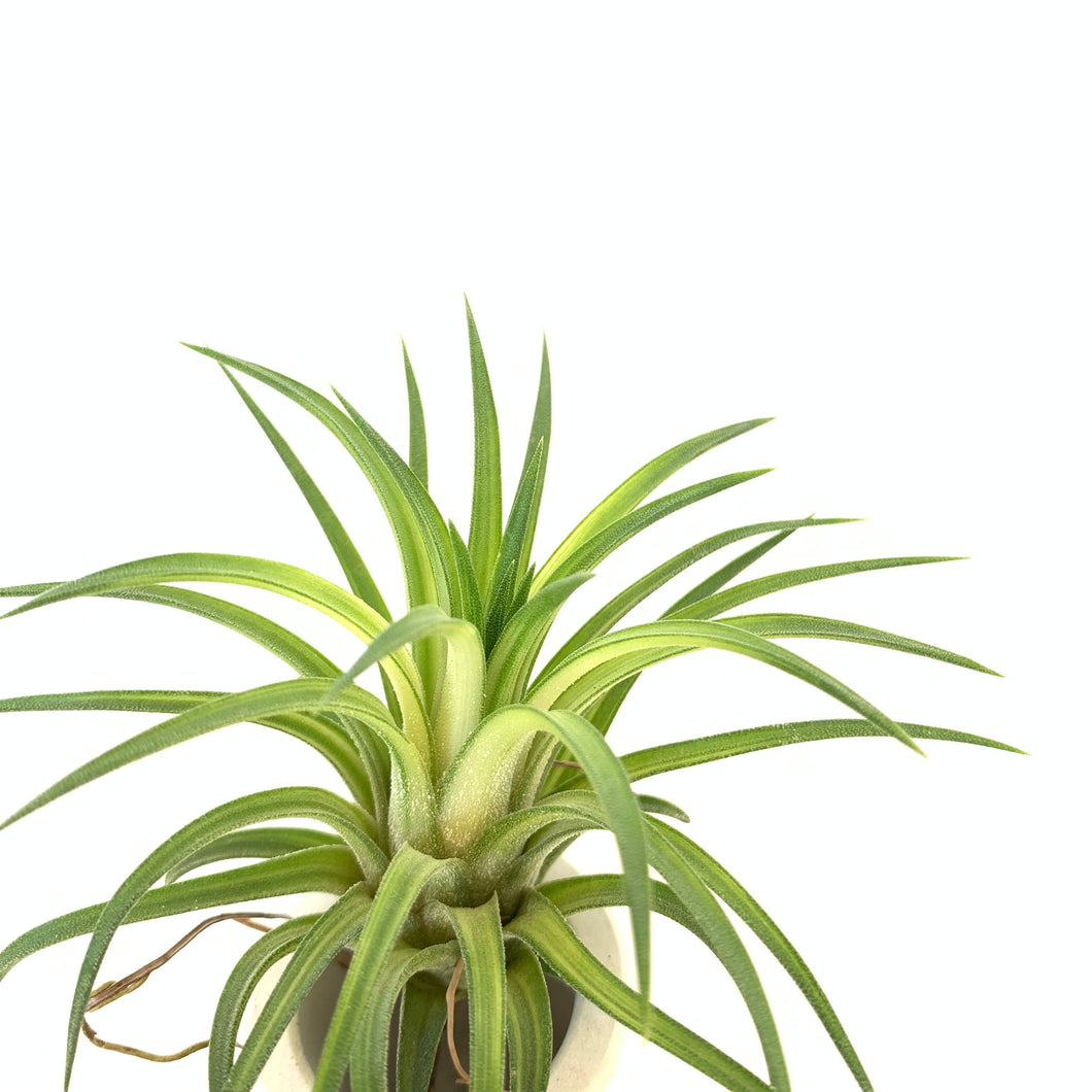 Tillandsia ionantha variegata
