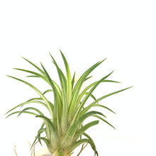 Tillandsia ionantha variegata