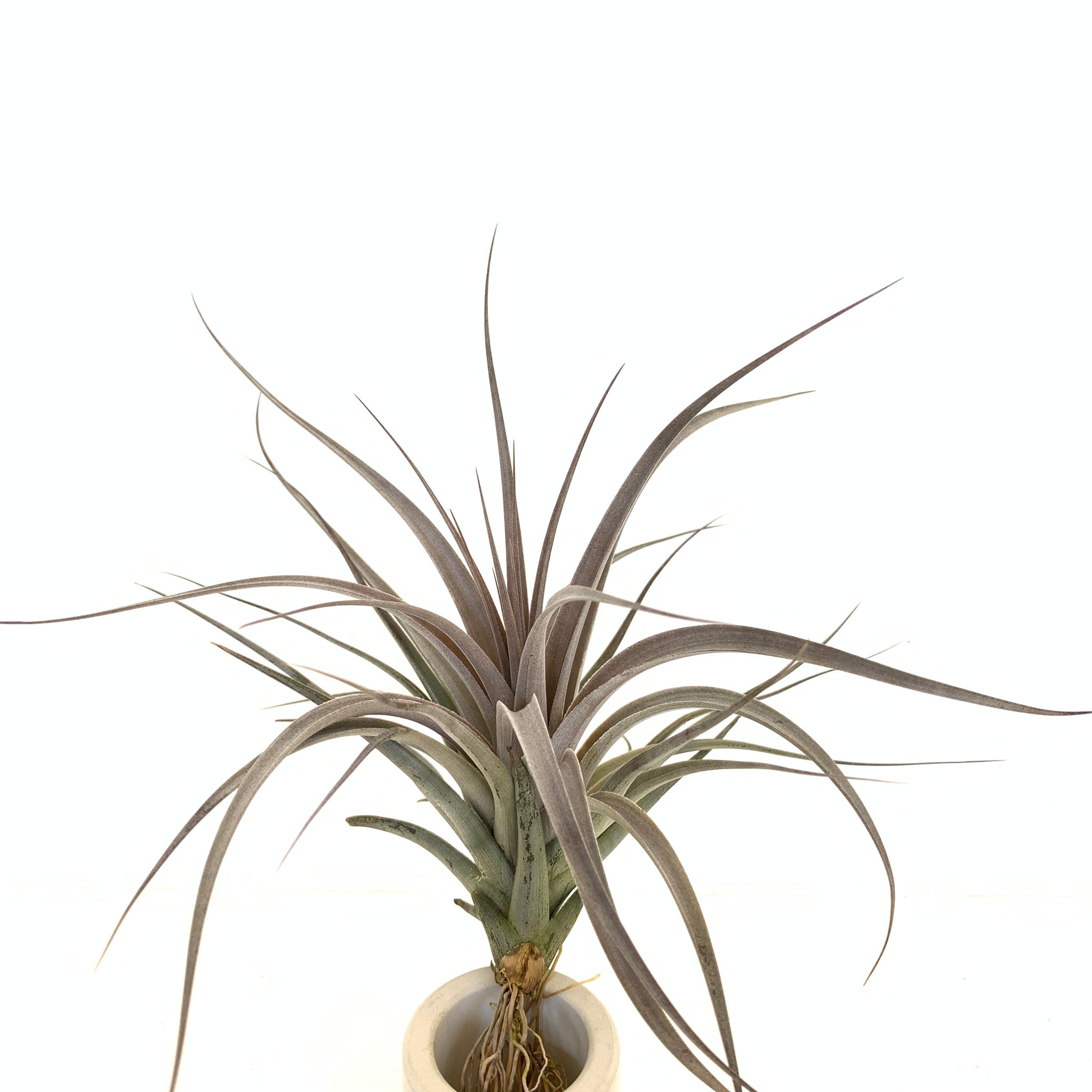 vernicosa air plant Tillandsia vernicosa large form – Cuffel Farms
