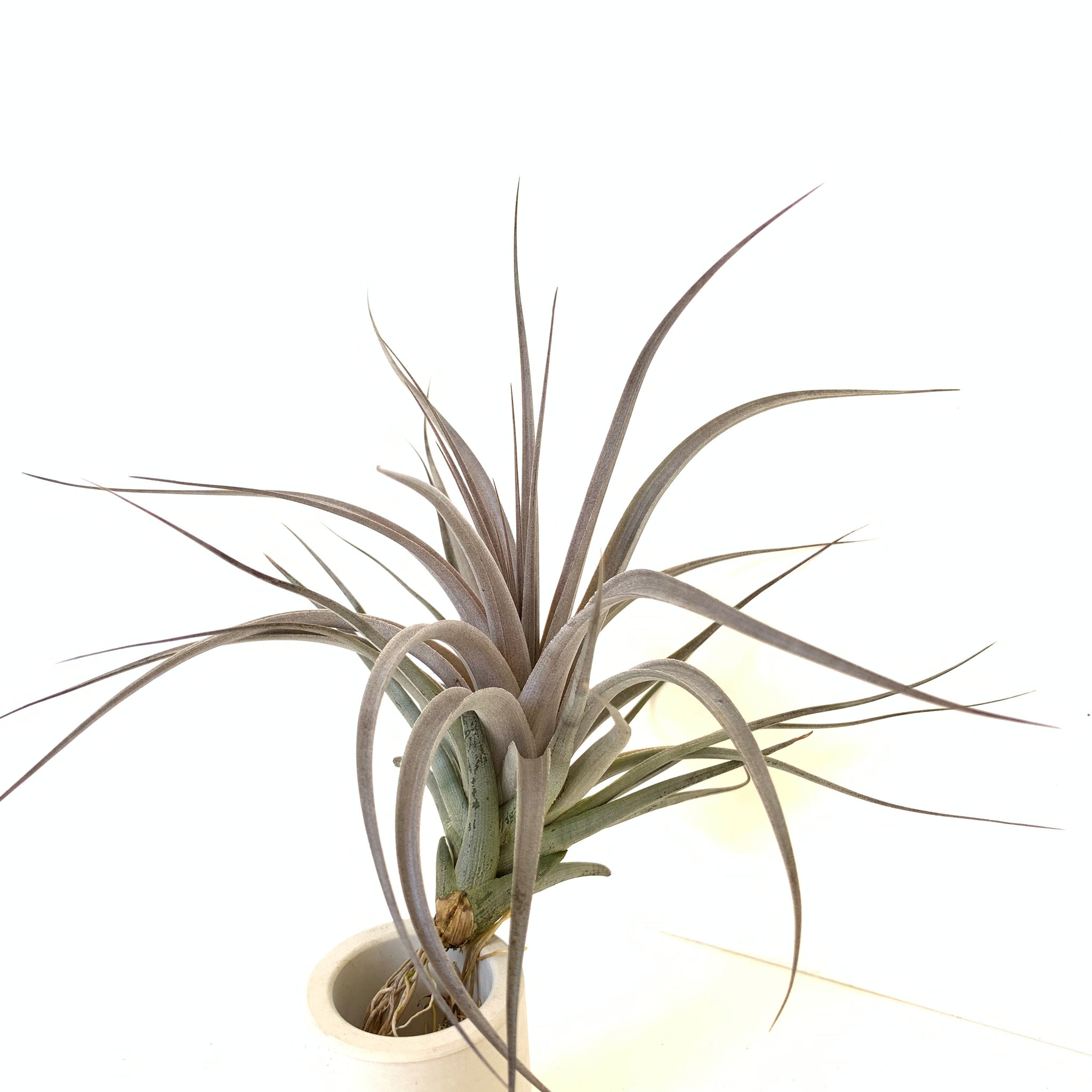 vernicosa air plant Tillandsia vernicosa large form