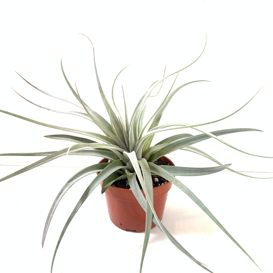 Tillandsia fasciculata v. hondurensis