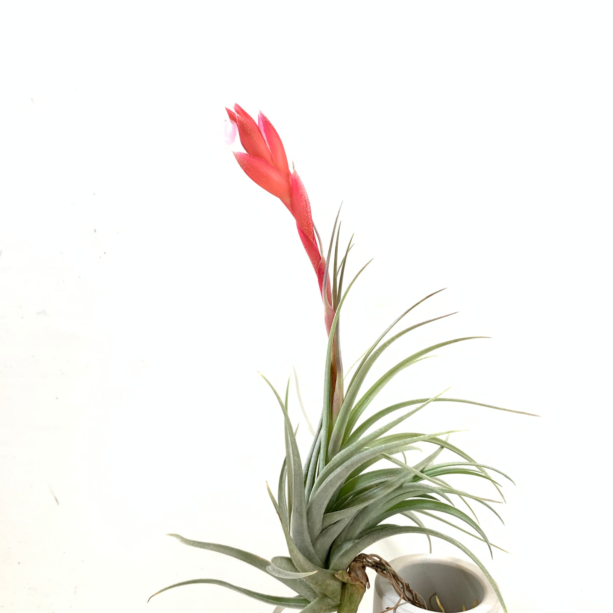 recurvifolia air plant Tillandsia aeranthos x recurvifolia – Cuffel Farms