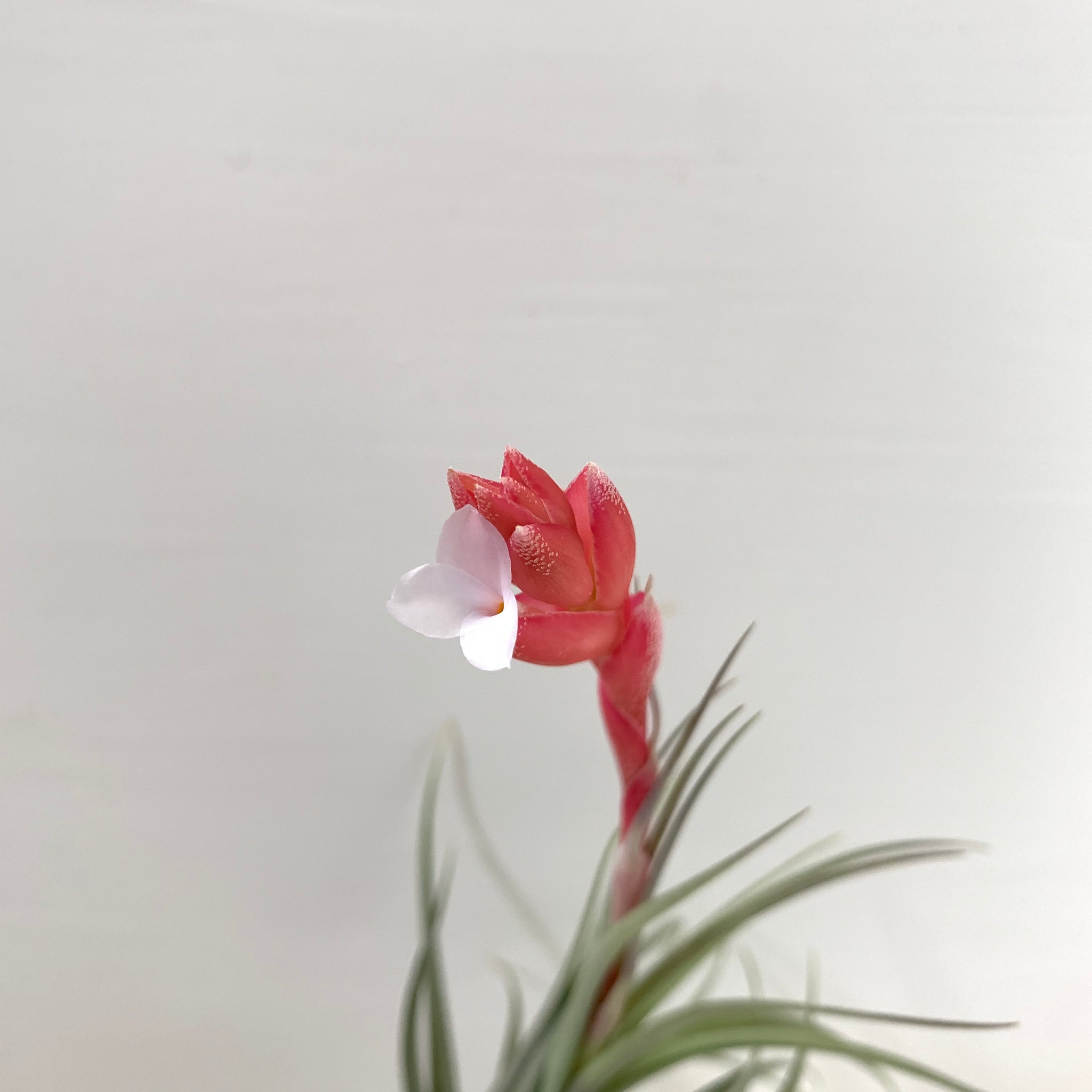 recurvifolia air plant Tillandsia aeranthos x recurvifolia – Cuffel Farms