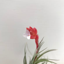 Tillandsia aeranthos x recurvifolia