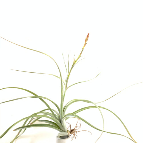 Tillandsia achyrostachys x Tillandsia exserta