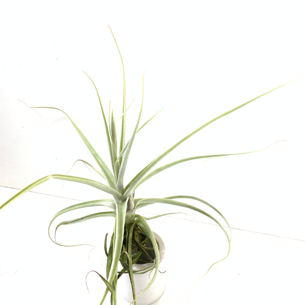 Tillandsia straminea delicata