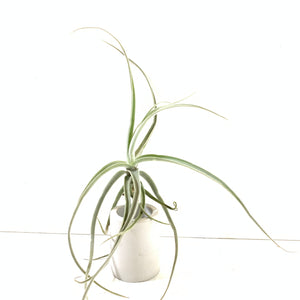 streptocarpa air plant Tillandsia streptocarpa thick form – Cuffel Farms