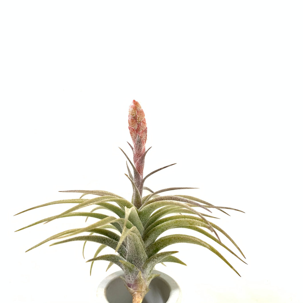 Tillandsia latifolia red dwarf